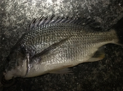 ３８センチと３６センチでした