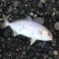 三保サーフジギング