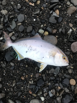 三保サーフジギング