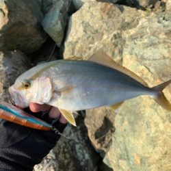 ビッグオオモ〜ン