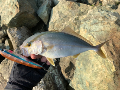 ビッグオオモ〜ン