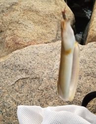 仕事終わりにチョイ釣り