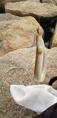 仕事終わりにチョイ釣り