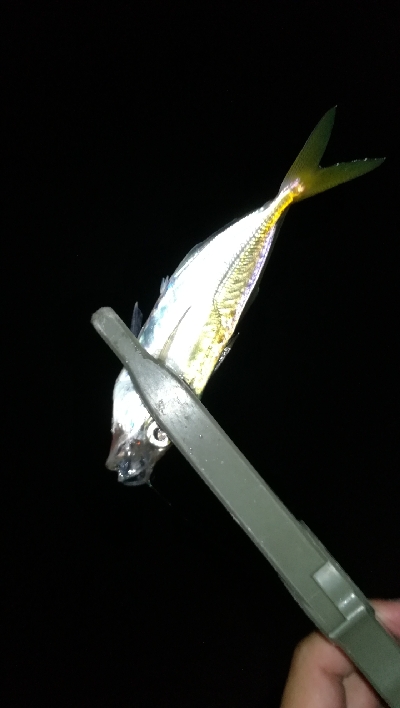 ナイトアジング