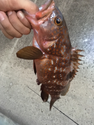 ルアーで5目達成