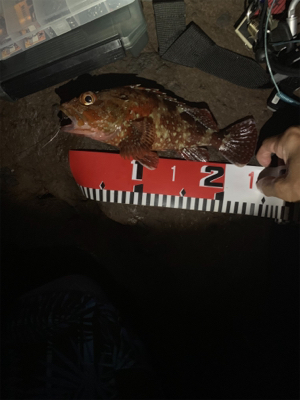 アカハタを求めて