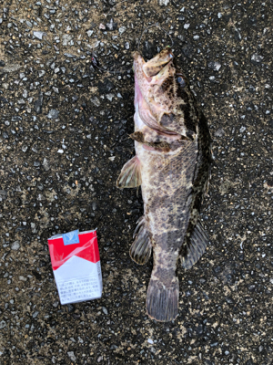 ビフテキでデカアラカブ釣れました。