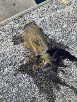 アオリ新子調査隊