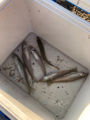 敦賀でキス釣り