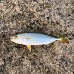 泳がせとサビキ