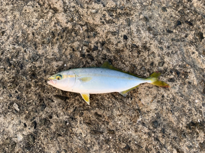 泳がせとサビキ