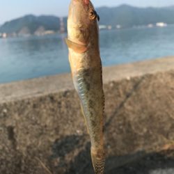 キスならず貧果