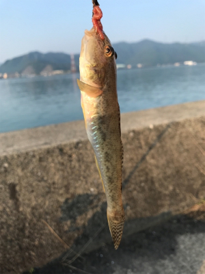 キスならず貧果