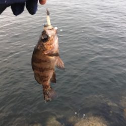 ハマチまであと少し