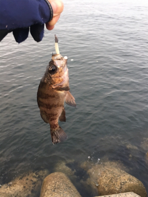 ハマチまであと少し