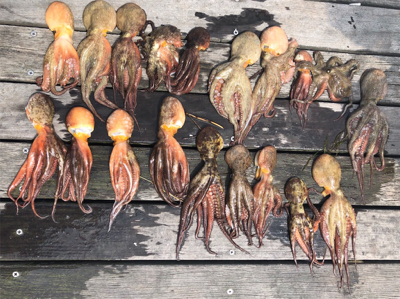 タコ入れ食い状態