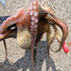 ショア蛸ラストスパート