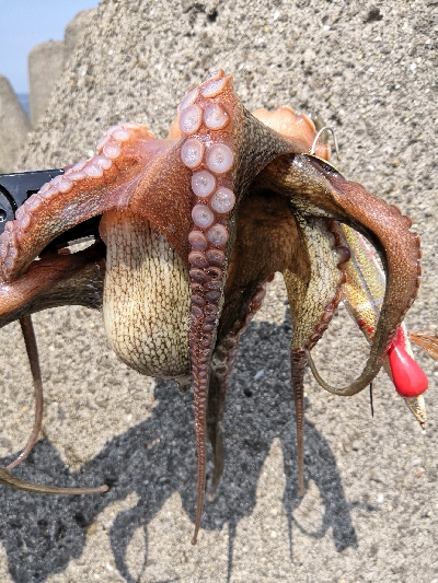 ショア蛸ラストスパート