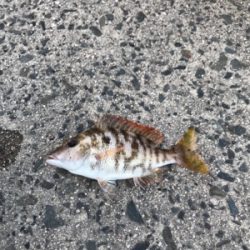 初めての鳥取釣り