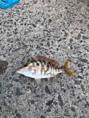 初めての鳥取釣り