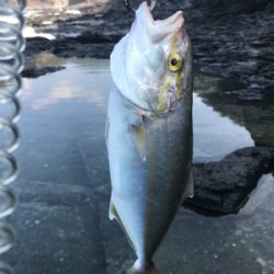 青物が釣りたくて