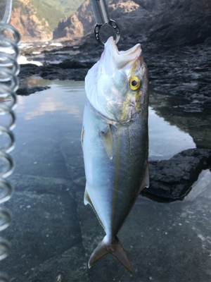 青物が釣りたくて