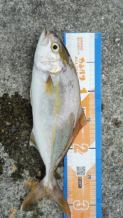 2019年8月18日釣行in船越漁港