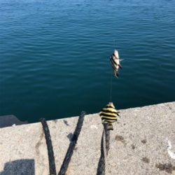 サビキで豆アジ