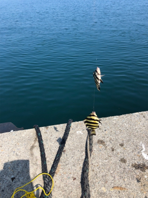 サビキで豆アジ