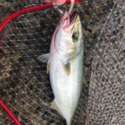 どうにかゲット！