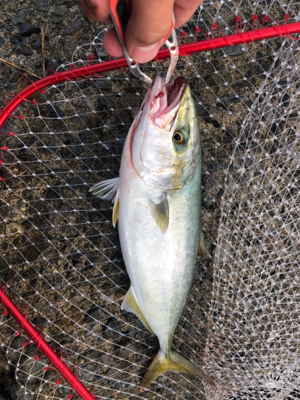 どうにかゲット！