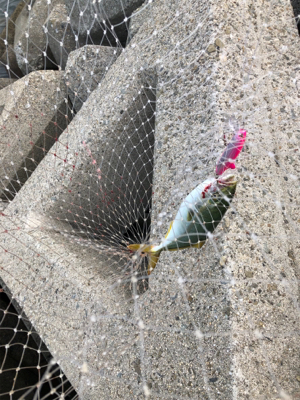 反応するルアー