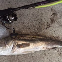 台風後のシーバスゲーム