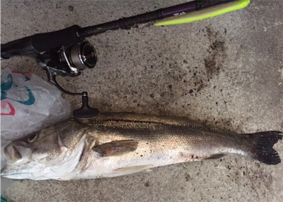 台風後のシーバスゲーム