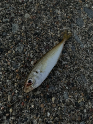 気温は暑いが釣果は涼しい
