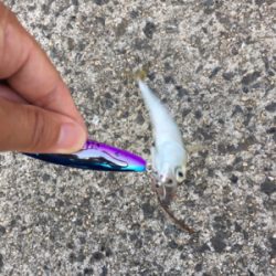 ツバスはどこへ?