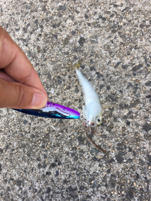 ツバスはどこへ?