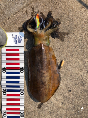 アオリイカ調査