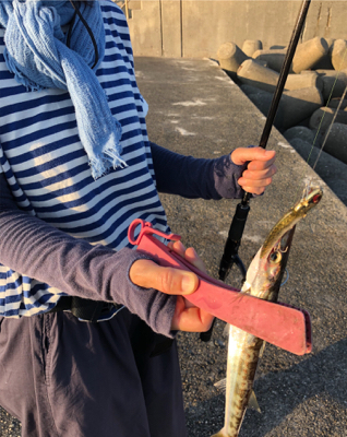 台風一過後のカマス
