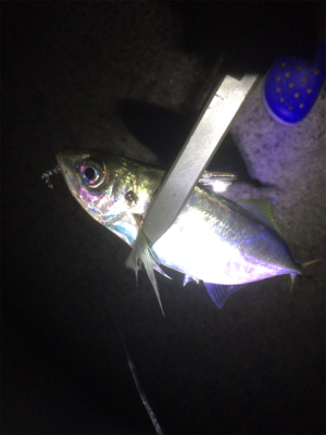 サイズは変わらず