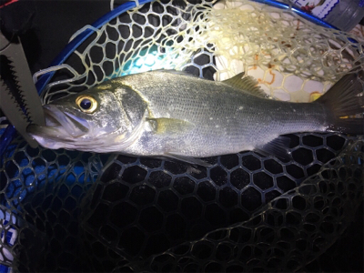 ナイトクルージング＆カヤックフィッシング