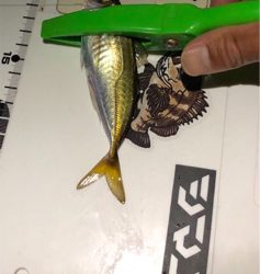 久しぶりアジング