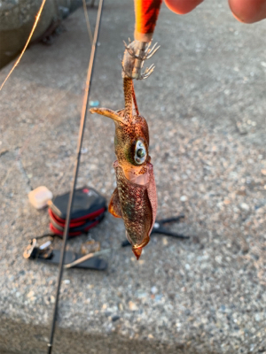 ミニイカと豆アジ