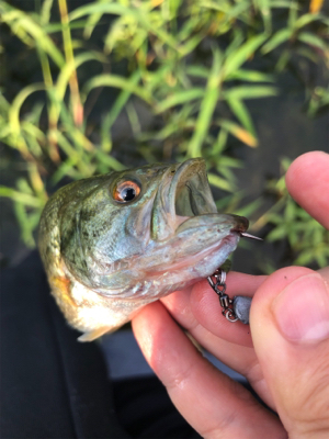 フッキングの仕方…