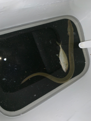 ウナギ、メッキ