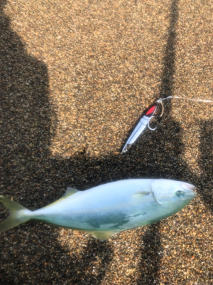 ショアジギング 道南津軽海峡