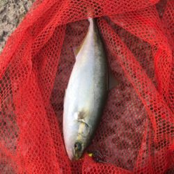 ツバスシブい？