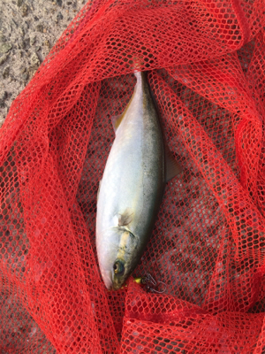 ツバスシブい？