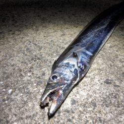 台風後の釣果は…