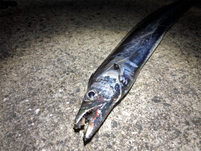 台風後の釣果は…